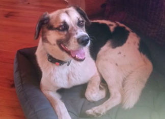 Пес Красень з Херсонщини знайшов новий дім у Борисполі