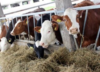 Жителі Зеленівки отримали грошові сертифікати на відбудову приміщень для утримання тварин