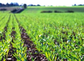 У Херсонському районі засіяли понад 18 тисяч га сільгоспземель