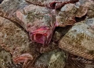 Поблизу окупованого Генічеська російські браконьєри грабують рибні багатства Азовського моря