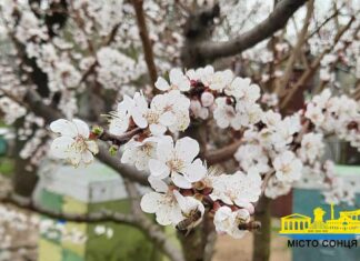У березні в Херсоні зафіксували чотири температурні рекорди