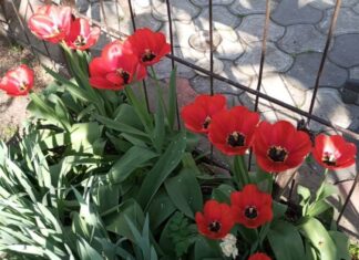 У Херсоні зафіксували черговий температурний рекорд