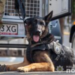 Поліцейські службові собаки допомогли розмінувати 360 гектарів деокупованої Херсонщини