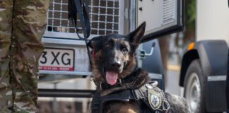 Поліцейські службові собаки допомогли розмінувати 360 гектарів деокупованої Херсонщини