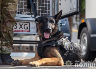 Поліцейські службові собаки допомогли розмінувати 360 гектарів деокупованої Херсонщини