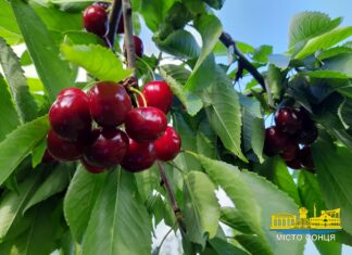 Якою буде погода в червні на Херсонщині