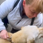 Родина переселенців з Луганщини прихистила покинутого херсонського лабрадора