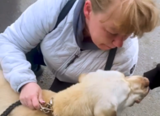 Родина переселенців з Луганщини прихистила покинутого херсонського лабрадора