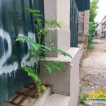 У центрі Херсона виріс помідор (фото)