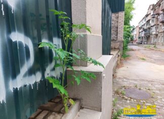 У центрі Херсона виріс помідор (фото)