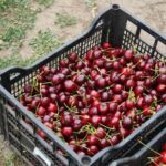 Під обстрілами вирощує черешню, персики та яблука: історія фермера з Херсонщини