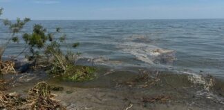 Наслідки підриву греблі Каховської ГЕС для Чорного моря: нові дані