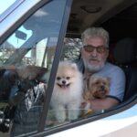 На Волинь з Херсонщини евакуювали 10 песиків і кошенят