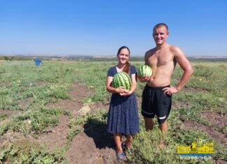 З думками про перемогу: родина з Білогірки на розмінованих полях вирощує кавуни та дині