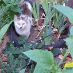 Муркотливі жителі Херсона (ФОТО)