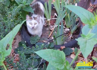 Муркотливі жителі Херсона (ФОТО)