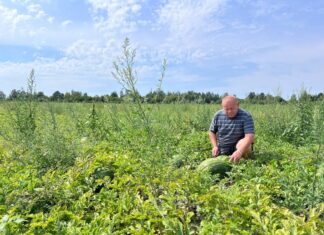 Херсонський фермер з 25-річним стажем вирощує кавуни на Львівщині