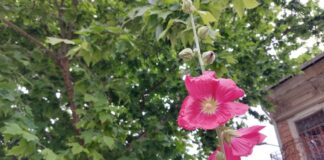 Минуле літо для Херсона стало найспекотнішим за останні 17 років