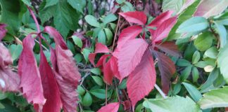 За перші дні жовтня в Херсоні зафіксували три температурні рекорди