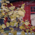 Як виглядає центральна частина Херсона (відео)