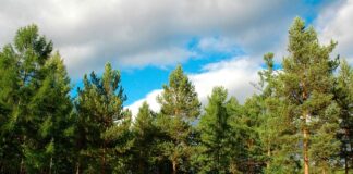 Прокурори через суд повернули державі майже 100 га лісів на Херсонщині