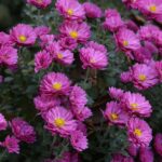 Квіти зраненого Херсона (фото)