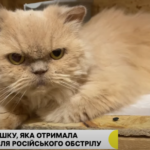 У Херсоні врятували кішку, яка отримала контузію після російського обстрілу