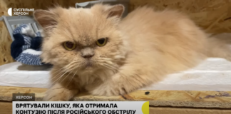 У Херсоні врятували кішку, яка отримала контузію після російського обстрілу