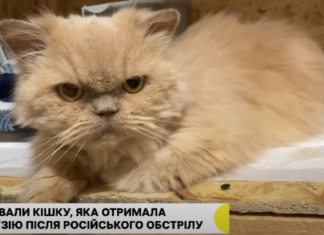 У Херсоні врятували кішку, яка отримала контузію після російського обстрілу