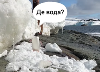 Полярник з Херсона зафільмував зустріч із пінгвінами
