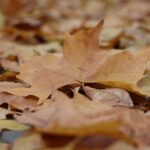 Херсон проводжає осінь (фото)