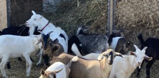 Релокована екоферма зі Станіслава приймає гостей на Київщині