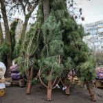 У Херсоні почали продавати ялинки (фото)