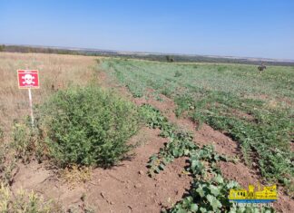 З початку року найбільше земель сільгосппризначення розмінували на Херсонщині