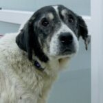 Урятував військовий на Херсонщині: як в Одесі лікують собаку Еві