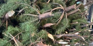 Окупанти незаконно зрубали ялинки на лівобережжі Херсонщини і назвали це “лєс побєди”