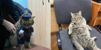 Херсонські патрульні прихистили собаку та кота