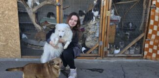 Херсонський притулок для тварин “4 лапи” продовжує працювати під обстрілами