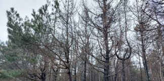 Російська агресія завдала довкіллю Херсонщини збитків на кілька сотень мільярдів