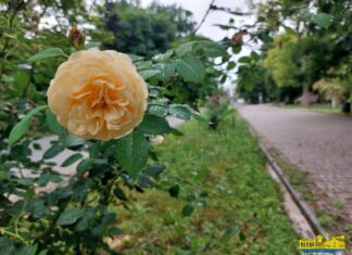 Якими були погодні підсумки Херсонщини за 2024 рік