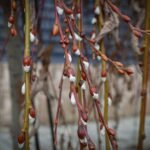 Подих весни на херсонських вулицях (фото)