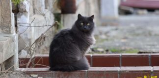 Муркотливі жителі Херсона (фото)