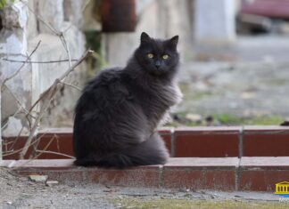 Муркотливі жителі Херсона (фото)