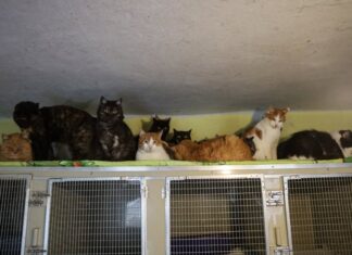 Херсонські зооволонтерки рятують котів, яких покинули господарі