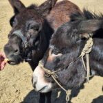 На Миколаївщині проживає пара віслюків з Херсонщини, яких врятували з-під обстрілів