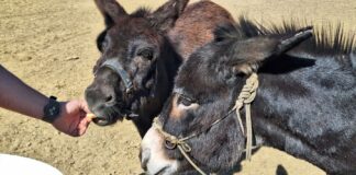 На Миколаївщині проживає пара віслюків з Херсонщини, яких врятували з-під обстрілів