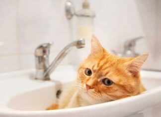 У Херсоні завтра не буде води: перелік адрес
