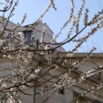 Весняні пейзажі Херсона (фото)