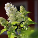 У Херсоні квітне рай-дерево (фото)