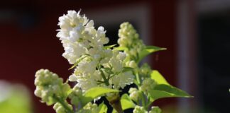 У Херсоні квітне рай-дерево (фото)